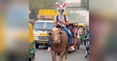 পেট্রোলের দাম বাড়ায় ষাঁড়ের পিঠে চড়ে রাস্তায় যুবক (ভিডিও)