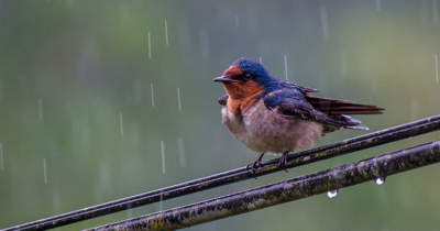 বৃষ্টি কমেছে, এবার নামবে শীত