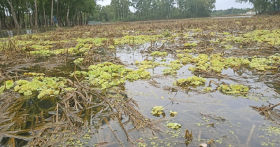 কৃষকের পাকা ধান গেছে বন্যার পেটে